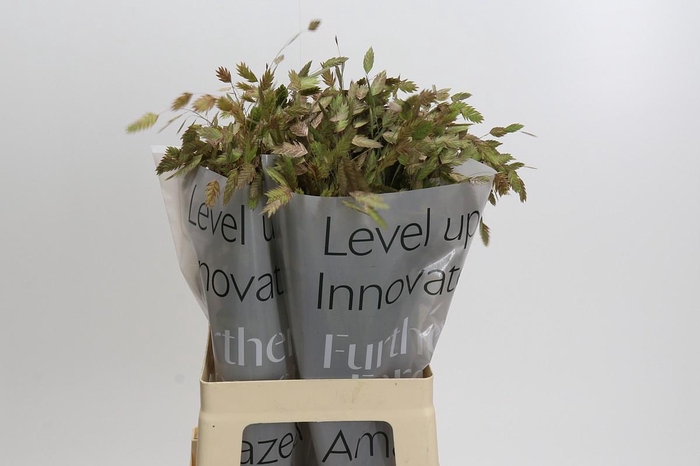 <h4>Chasmanthium Green</h4>