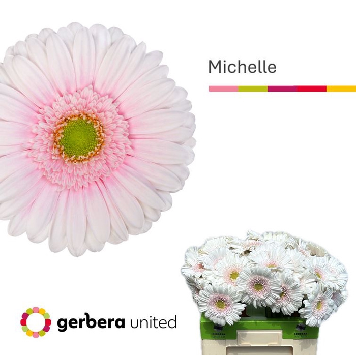 <h4>Gerbera Michelle Water</h4>