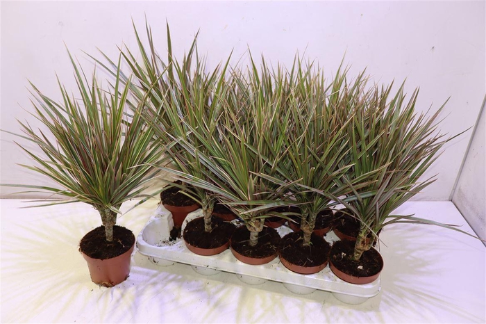 <h4>Dra Marg Bicolor</h4>