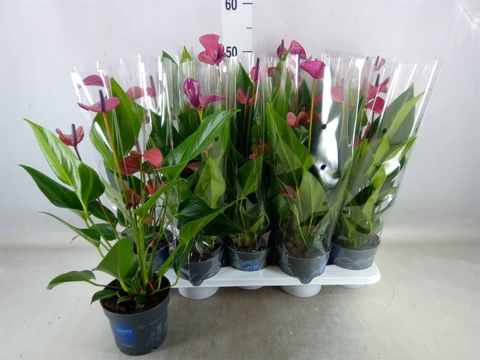 <h4>Anthurium andr. 'Pure Purple'</h4>