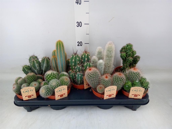 <h4>Cactus   ...mix</h4>