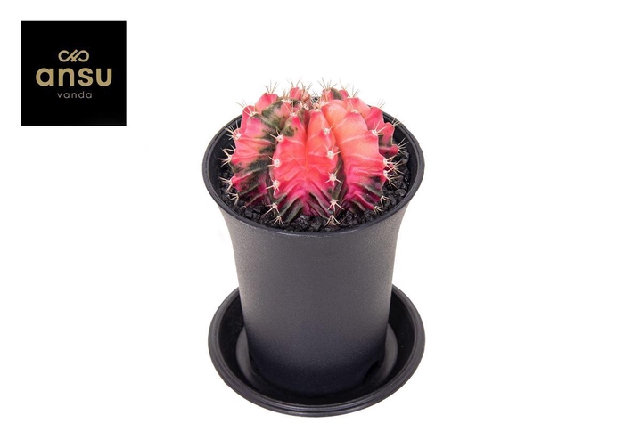 <h4>Gymnocalycium mihanovichii Japan gemengd</h4>