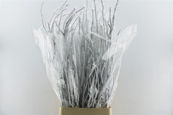 <h4>Berk Betula Snow 120cm</h4>