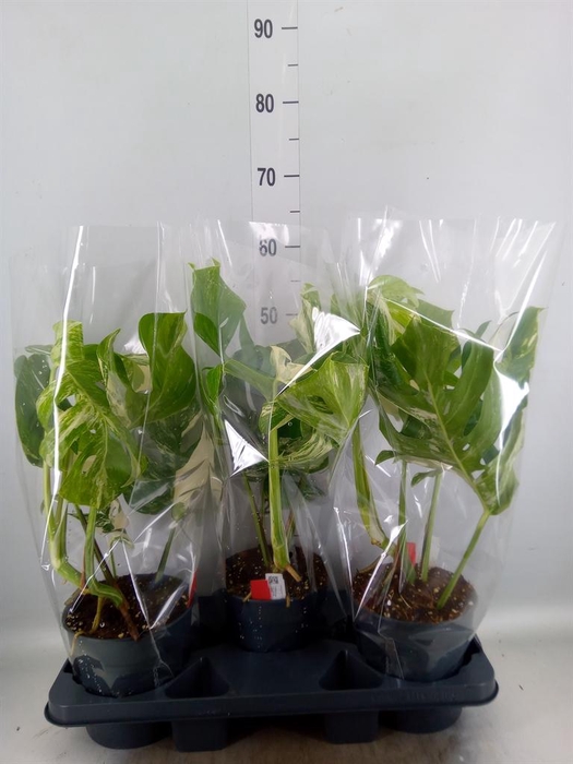 <h4>Monstera delic. 'Variegata'</h4>
