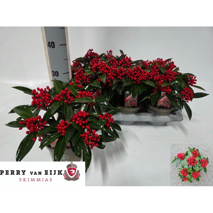 <h4>SKIM J REEVESIANA</h4>