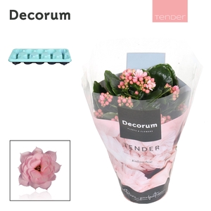 Kalanchoe Decorum TENDER - Serenity Soft Pink