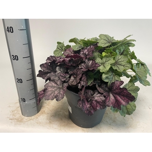 VASTE PLANT GEM 2 SO