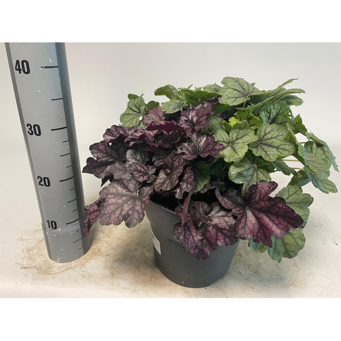 <h4>VASTE PLANT GEM 2 SO</h4>