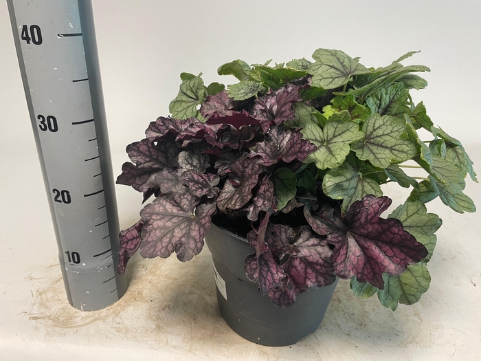 VASTE PLANT GEM 2 SO