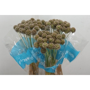 Scabiosa Stellata Zd