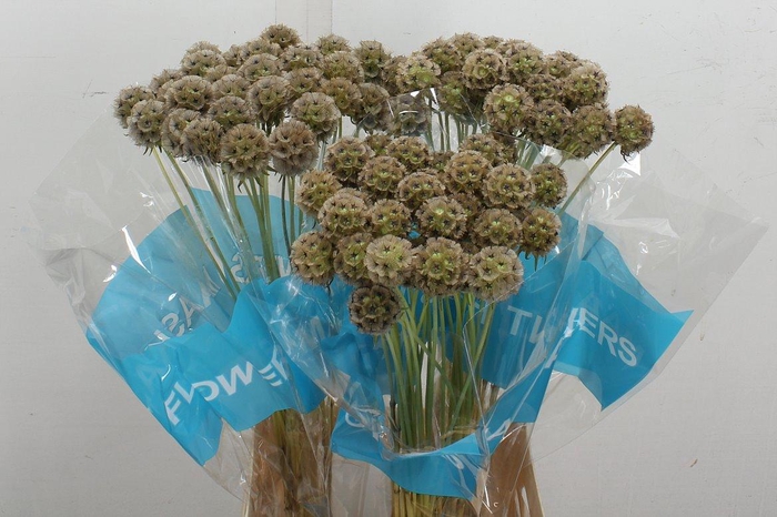 <h4>Scabiosa Stellata Zd</h4>
