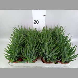 Aloe humilis