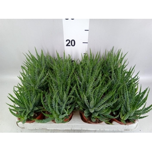 Aloe humilis