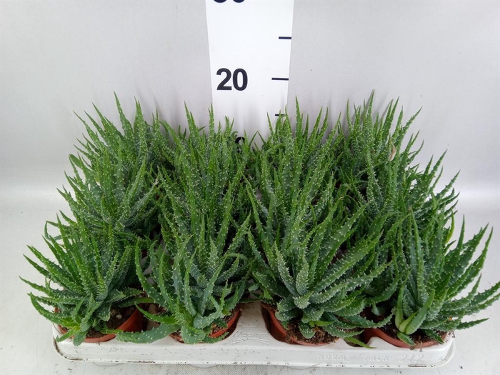 <h4>Aloe humilis</h4>