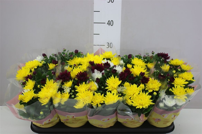 <h4>Chrysanth Carnaval</h4>