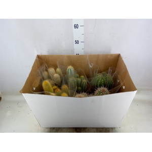 Cactus   ...mix