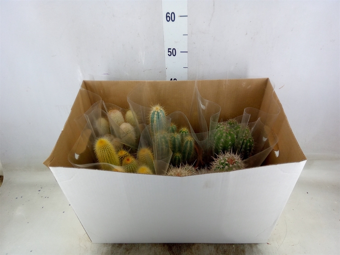 <h4>Cactus   ...mix</h4>