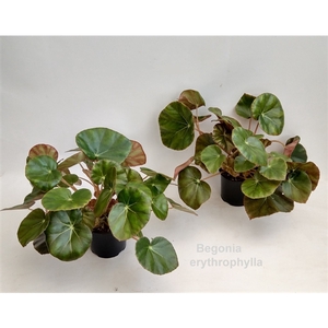 Begonia erythrophylla 14cm