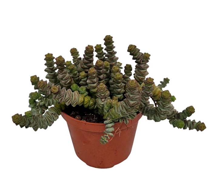 <h4>Crassula Marnieriana Hottentot</h4>