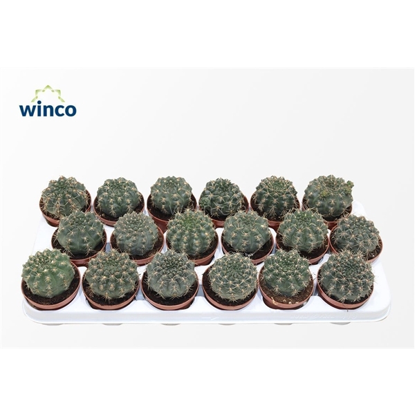 <h4>Gymnocalycium Baldianum</h4>