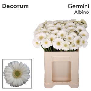 GERBERA MI 'ALBINO'