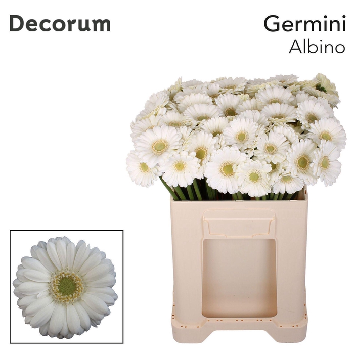 <h4>GERBERA MI 'ALBINO'</h4>