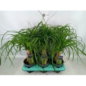 Beaucarnea recurvata