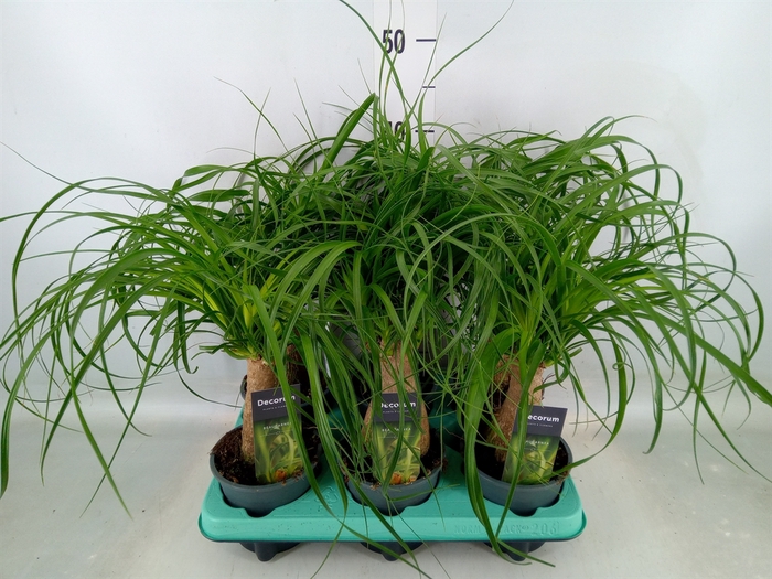 <h4>Beaucarnea recurvata</h4>
