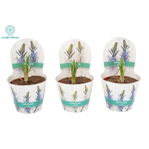 Camassia leichtlinii Caerul