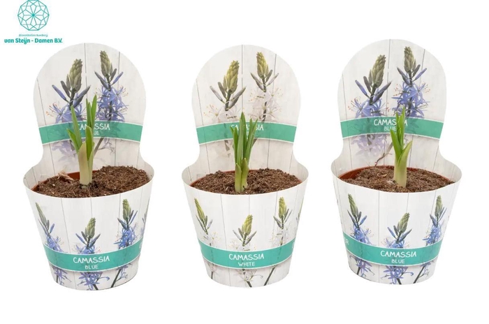 <h4>Camassia leichtlinii Caerul</h4>