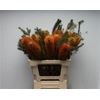 Banksia Ericifolia