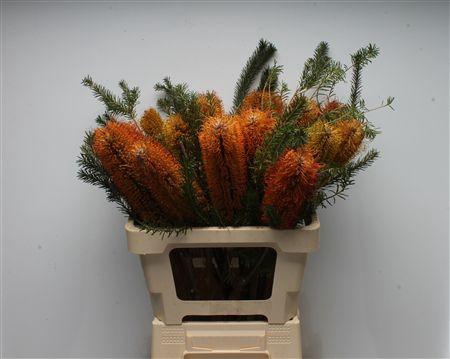 <h4>Banksia Colina</h4>