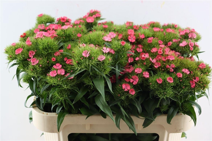 <h4>Di Barb B Zalmrose</h4>