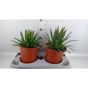 Agave filifera