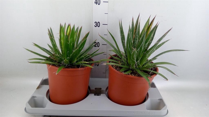 <h4>Agave filifera</h4>