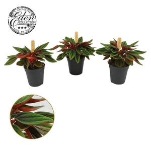 Peperomia caperata Rosso