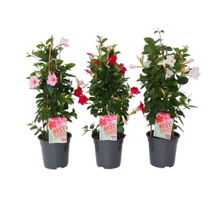 Sundaville (Dipladenia) Mix P19