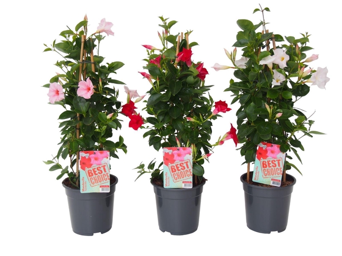 <h4>Sundaville (Dipladenia) Mix P19</h4>