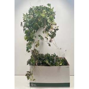 Cissus rhombifolia Ellen Danica 17Ø 60cm