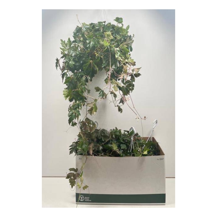 <h4>Cissus rhombifolia Ellen Danica 17Ø 60cm</h4>