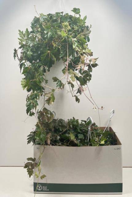 Cissus rhombifolia Ellen Danica 17Ø 60cm