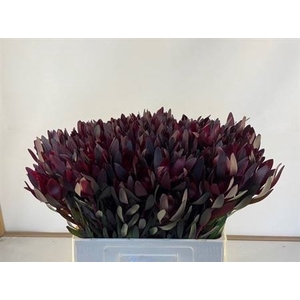 Leucad Saf Sunset 60cm