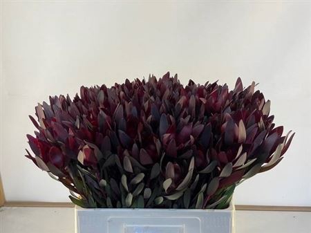 <h4>Leucad Saf Sunset 60cm</h4>