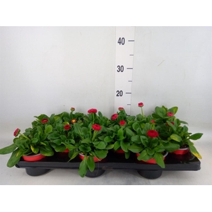 Bellis perennis 'Roggli Red'
