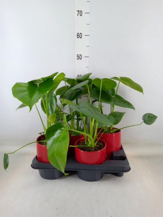 <h4>Monstera delic.</h4>