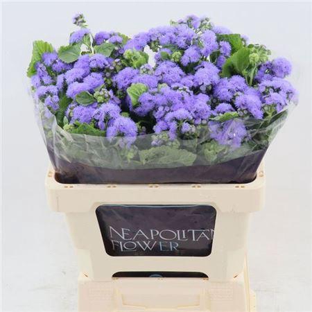 <h4>Ager H Blue Horizon</h4>