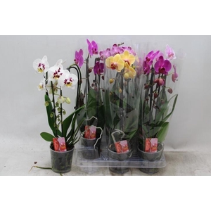 PHAL EL CASCADE