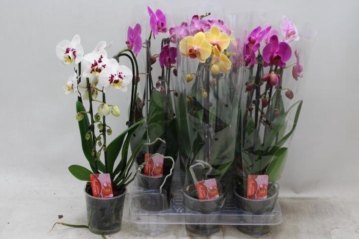 <h4>PHAL EL CASCADE</h4>