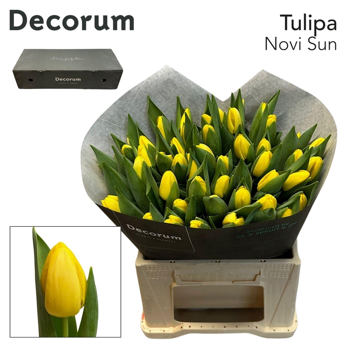 <h4>TU EN NOVI SUN Box L 200</h4>