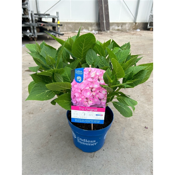 <h4>Hydrangea 'The Original Pink' - P23 - Endless Summer</h4>